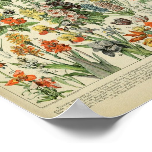 Vintage Poster  Plant bosbloembloem (Hoek)