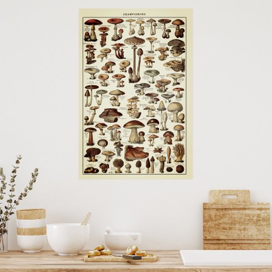 Vintage Poster Print Mushrooms Champignons Chart (Keuken)