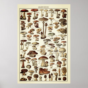Vintage Poster Print Mushrooms Champignons Chart