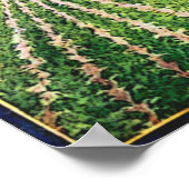 Vintage Poster voor het aanprijzen van suikerbiete (Hoek)