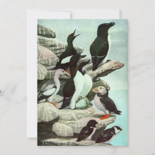 Vintage Puffins en Watervogels door Louis Fuertes
