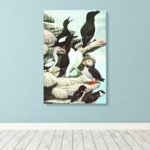 Vintage Puffins en Watervogels door Louis Fuertes Canvas Afdruk