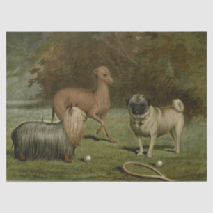Vintage Pug, Italiaanse Greyhound, Yorkshire Terri Tissuepapier