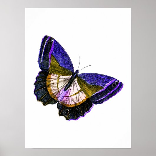 Vintage Purple and Gold Butterfly Illustration Poster (Voorkant)