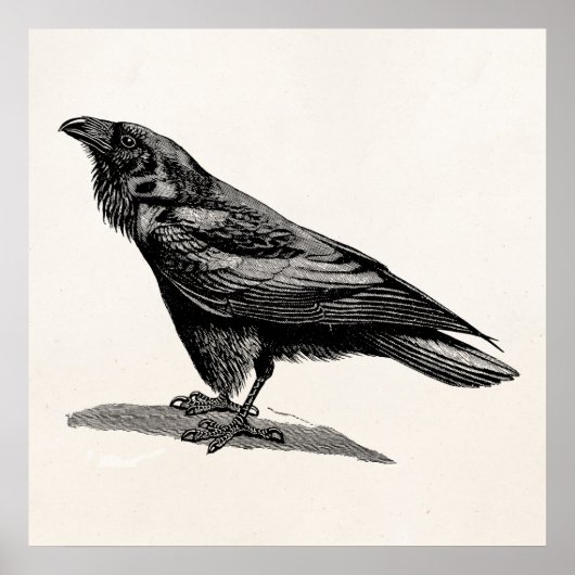 Vintage Raven Crow Blackbird Bird Illustration Poster (Voorkant)