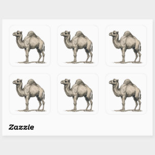Vintage realistische kameelillustratie-woestijnkam vierkante sticker