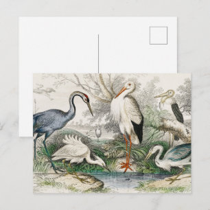 Vintage Reiger Ooievaar en Kraanvogel Natuur Kunst Briefkaart