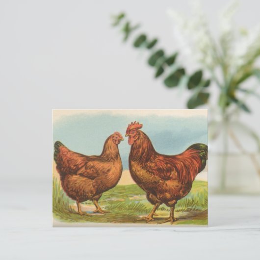 Vintage Rhode Island Roodkip Briefkaart (Staand voorkant)