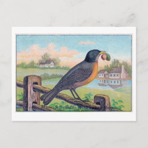 Vintage Robin Birthday Briefkaart