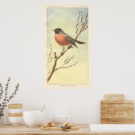 Vintage Robin Poster (Keuken)