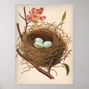 Vintage Robin's Egg Nest op Flowering Tree Branch Poster