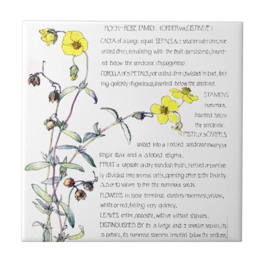 Vintage Rock Roos Wildflower Flowers Tile Tegeltje (Voorkant)