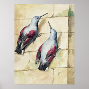 Vintage Rode en Grijze Vogel Aquarel Kunst Poster