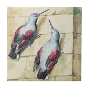Vintage Rode en Grijze Vogel Aquarel Kunst Tegeltje