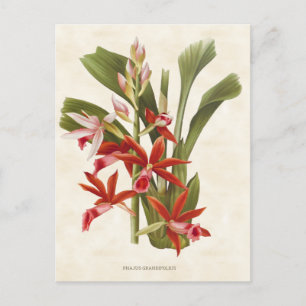 Vintage rode faius orchid botanisch briefkaart