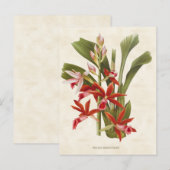 Vintage rode faius orchid botanisch briefkaart (Voorkant / Achterkant)