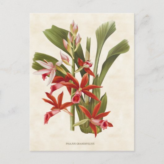 Vintage rode faius orchid botanisch briefkaart (Voorkant)