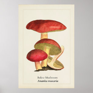 Vintage Rode Kap Paddenstoel Botanische Illustrati Poster