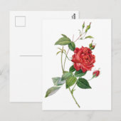 Vintage rode roze briefkaart (Voorkant / Achterkant)