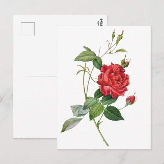 Vintage rode roze briefkaart (Voorkant / Achterkant)