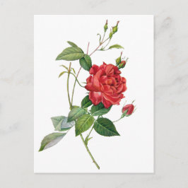 Vintage rode roze briefkaart