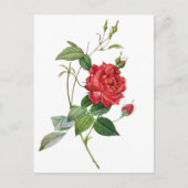 Vintage rode roze briefkaart (Voorkant)