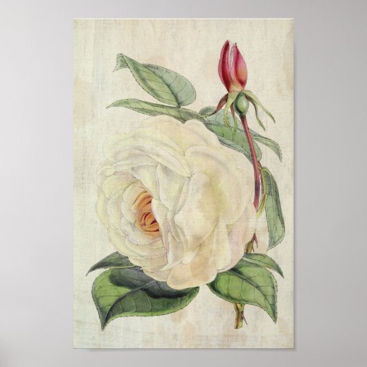 Vintage Roos botanisch President Poster (Voorkant)