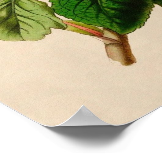 Vintage Roos Poster (Hoek)