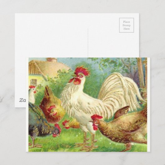 Vintage Rooster en kippen Briefkaart (Voorkant / Achterkant)