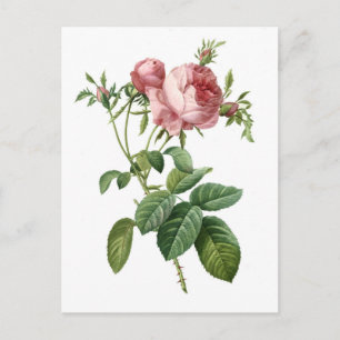 Vintage roze roos botanische illustratie, Redoute Briefkaart