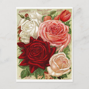 Vintage Rozen Briefkaart