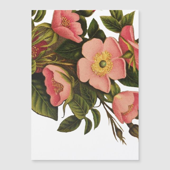 Vintage Rozen Mooie Roze Botanisch (Voorkant)