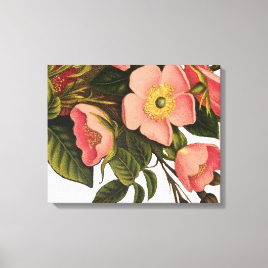 Vintage Rozen Mooie Roze Botanisch Canvas Afdruk (Voorkant)