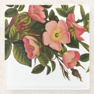 Vintage Rozen Mooie Roze Botanisch Glazen Onderzetter