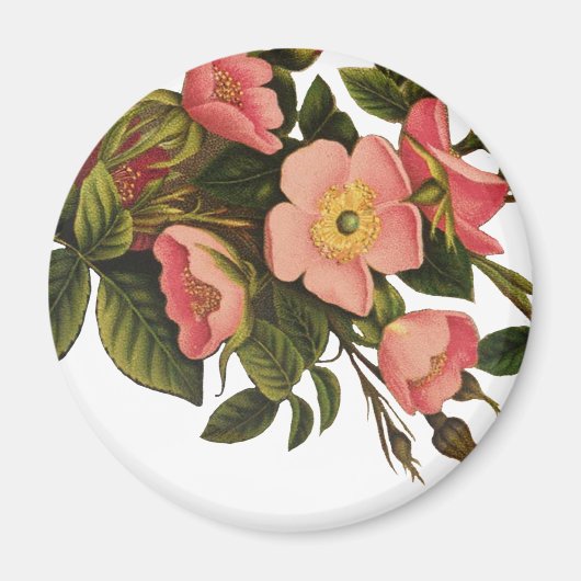 Vintage Rozen Mooie Roze Botanisch Magneet (Voorkant)