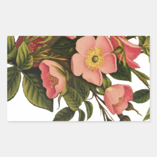 Vintage Rozen Mooie Roze Botanisch Rechthoekige Sticker