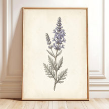 Vintage Russische Salie Botanische Canvas