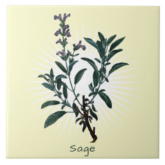 Vintage Sage Herb Botanische Kunstkeramische Tegel Tegeltje (Voorkant)