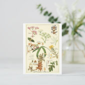 Vintage sage illustration postcard recipe card briefkaart (Staand voorkant)