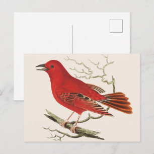 Vintage Scarlettangar Naturalist Vogel Decor Kunst Briefkaart
