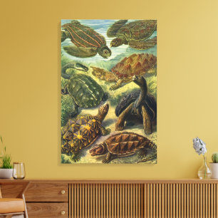Vintage schildpadden en zeeschildpadden door Ernst Canvas Afdruk