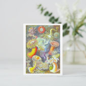 Vintage Sea Anemone Illustration Postcard Briefkaart (Staand voorkant)