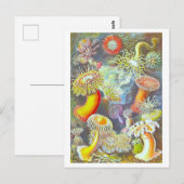 Vintage Sea Anemone Illustration Postcard Briefkaart (Voorkant / Achterkant)