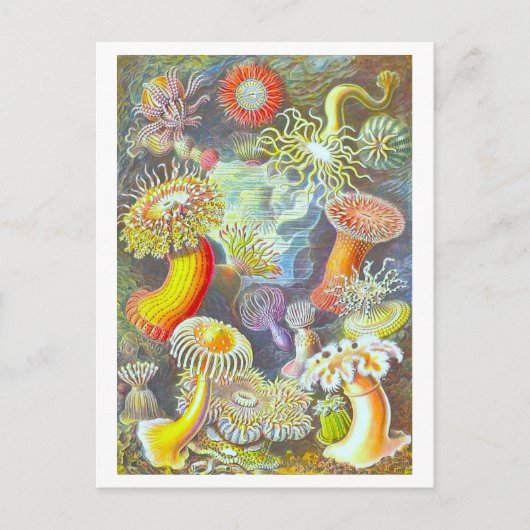 Vintage Sea Anemone Illustration Postcard Briefkaart (Voorkant)