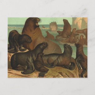 Vintage Sea Lions on the Beach, Marine Life Animal Briefkaart