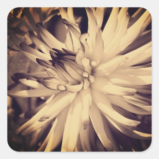 Vintage Sepia Dahlia Flower Vierkante Sticker (Voorkant)