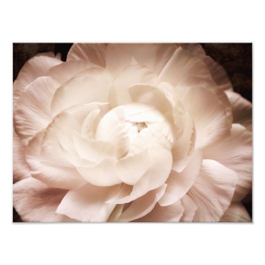 Vintage Sepia White & Cream Ranunculus Background Foto Afdruk (Voorkant)
