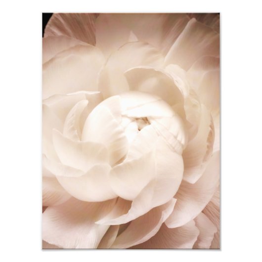 Vintage Sepia White & Cream Ranunculus Background Foto Afdruk (Voorkant)