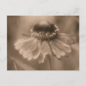 Vintage Sepia Zinnia Flower Personalized Briefkaart (Voorkant)