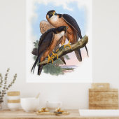 Vintage Shaheen Falcon Bird Poster (Keuken)